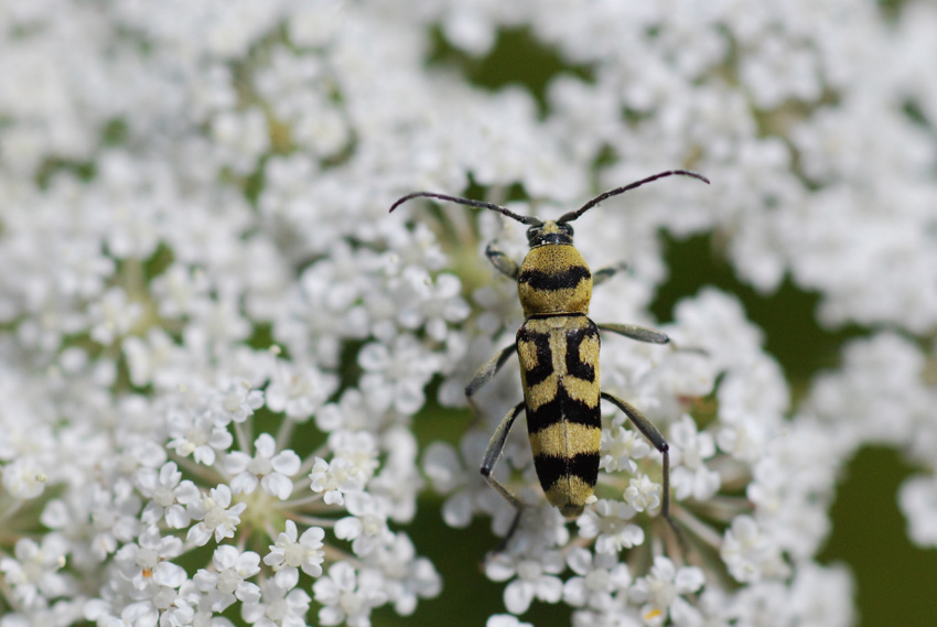 coleottero giallo